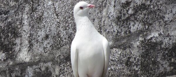 White pigeon - Sputnik Türkiye
