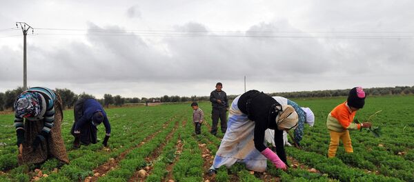 Azez'deki bir tarlada çalışan Suriyeli kadınlar - Sputnik Türkiye