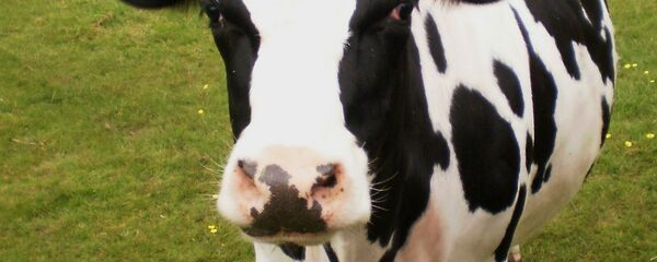 İnek - Sputnik Türkiye