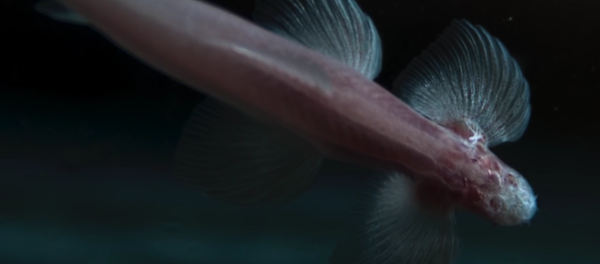 Yürüyebilen balık türü keşfedildi - Sputnik Türkiye