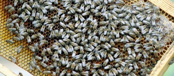 Arı - Sputnik Türkiye