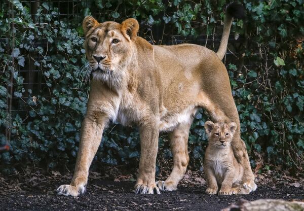 Belçika hayvanat bahçesinde dünyaya gelen Asya aslan yavruları - Sputnik Türkiye