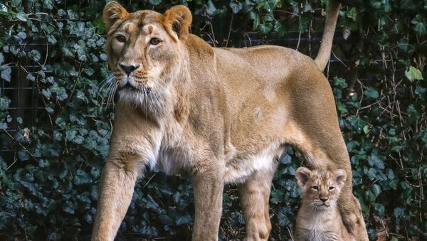 Belçika hayvanat bahçesinde dünyaya gelen Asya aslan yavruları - Sputnik Türkiye