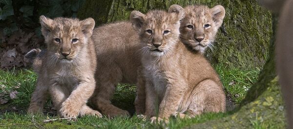 Belçika hayvanat bahçesinde dünyaya gelen Asya aslan yavruları - Sputnik Türkiye