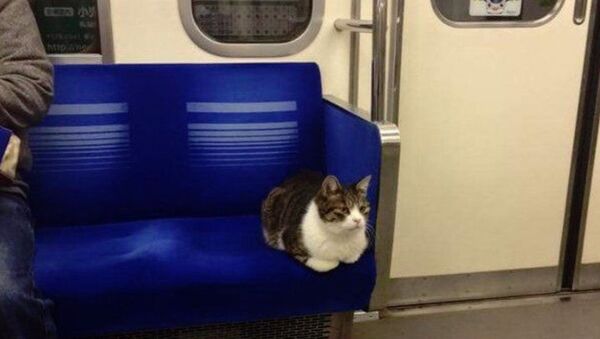 Tokyo'da metronun patronu kedi - Sputnik Türkiye