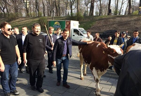 Ukrayna hükümet binası önünde üç inek - Sputnik Türkiye