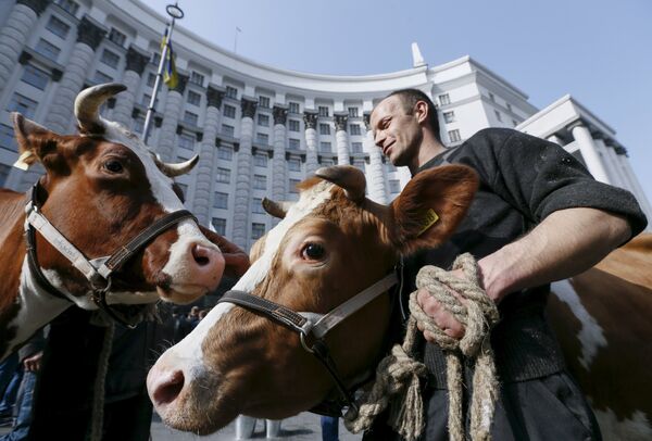 Ukrayna hükümet binası önünde üç inek - Sputnik Türkiye