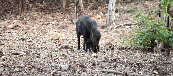Yaban domuzu - Sputnik Türkiye