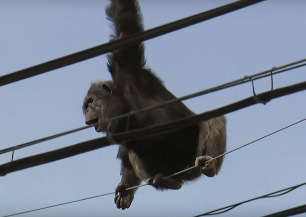 Japonya’da bir hayvanat bahçesinden kaçan bir şempanzeyi yakalama çalışmaları ‘tırnak yetirten’ görüntülere sahne oldu. - Sputnik Türkiye