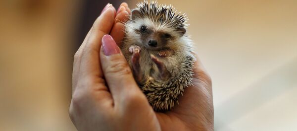 Kirpi - Sputnik Türkiye