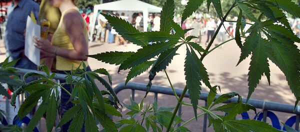 Kenevir - Sputnik Türkiye