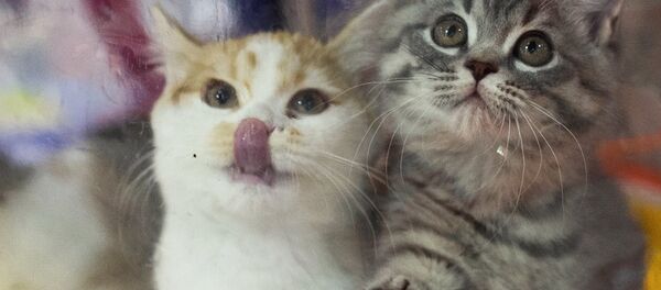 Kedi - Sputnik Türkiye