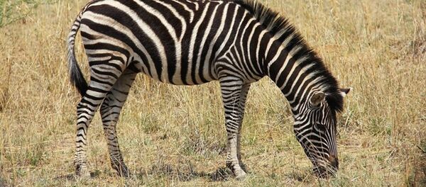 Zebra - Sputnik Türkiye