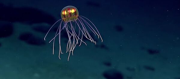 Jellyfish: April 24, 2016 - Sputnik Türkiye
