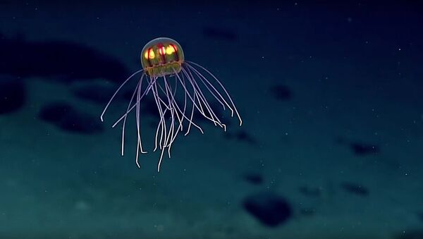 Jellyfish: April 24, 2016 - Sputnik Türkiye