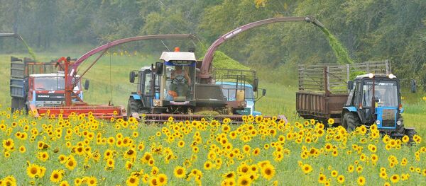 Ayçiçeği tarlası - Sputnik Türkiye