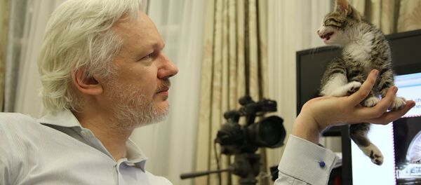 WikiLeaks kurucusu Julian Assange WikiLeaks kurucusu Julian Assange - Sputnik Türkiye