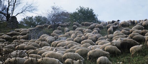 Koyun Koyun - Sputnik Türkiye