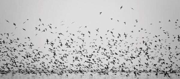 göçmen kuşlar - Sputnik Türkiye