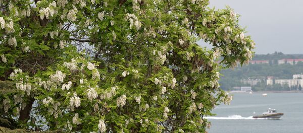 Kırım’ın başkenti Sivastopol’de ‘denize bakan’ bir akasya ağacı. - Sputnik Türkiye