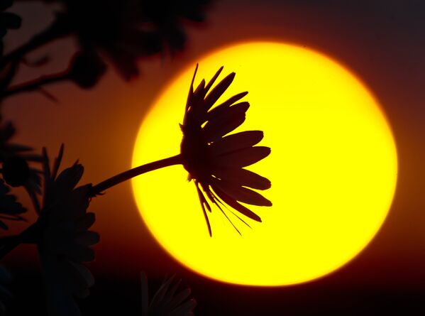 Simferepol’de ‘yüzlerini güneşe çevirmiş’ ayçiçekleri. - Sputnik Türkiye