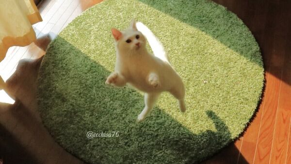 Japonya'daki balerin kedi Miruko - Sputnik Türkiye