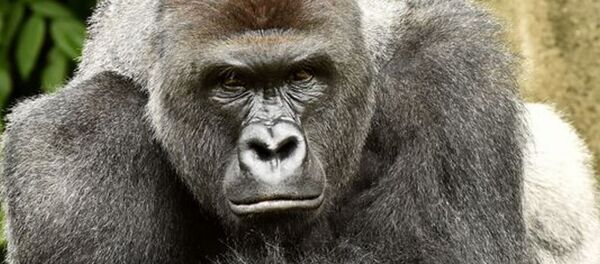 ABD’nin Ohio eyaletindeki Cincinati Hayvanat Bahçesi’nde dört yaşında bir çocuğun kafesine düşmesi nedeniyle öldürülen goril için imza kampanyası başlatıldı. - Sputnik Türkiye