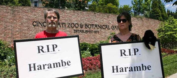 Goril Harambe - Sputnik Türkiye