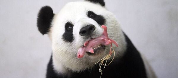 Belçika’ya Çin’den getirilen Hao Hao isimli bir panda, dün bir yavru dünyaya getirdi. - Sputnik Türkiye