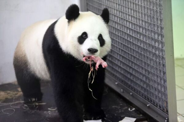 Belçika’ya Çin’den getirilen Hao Hao isimli bir panda, dün bir yavru dünyaya getirdi. - Sputnik Türkiye