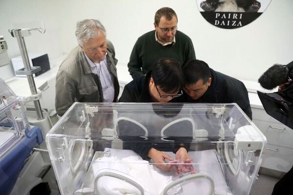 Belçika’ya Çin’den getirilen Hao Hao isimli bir panda, dün bir yavru dünyaya getirdi. - Sputnik Türkiye