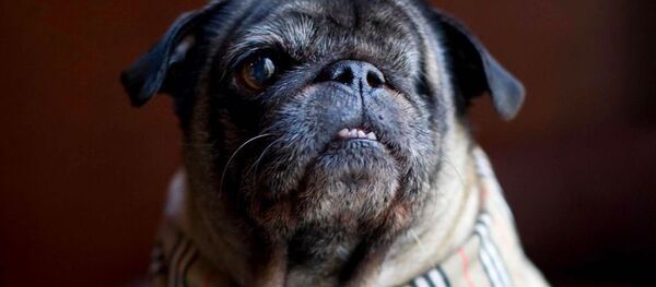 Chicago'daki The Park Hyatt otelinde 'çalışan' Parker. - Sputnik Türkiye