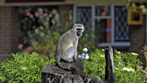Kenya'da sıklıkla görülen vervet maymunu. - Sputnik Türkiye