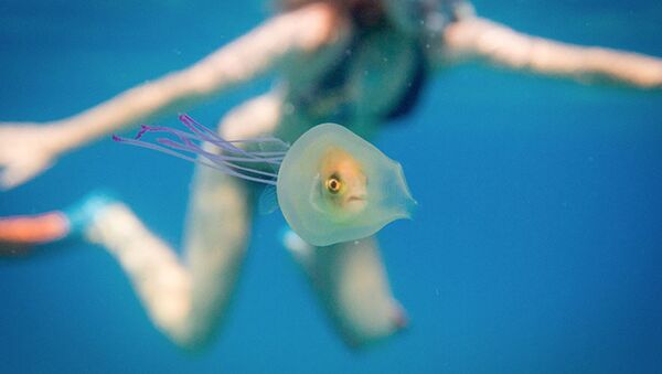 Küçük balık deniz anasının içine sıkıştı. - Sputnik Türkiye
