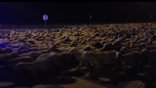 Çoban uyuyakaldı, koyunlar kenti ele geçirdi. - Sputnik Türkiye