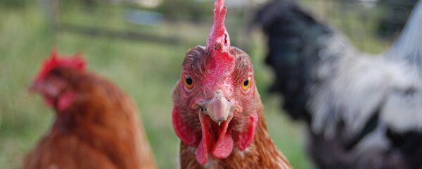 Tavuk. - Sputnik Türkiye