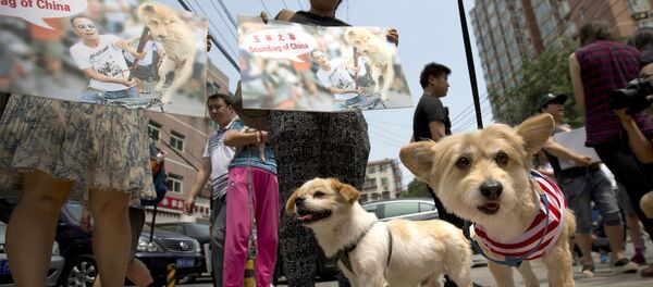 Çin'deki köpek eti festivali protesto edildi. - Sputnik Türkiye