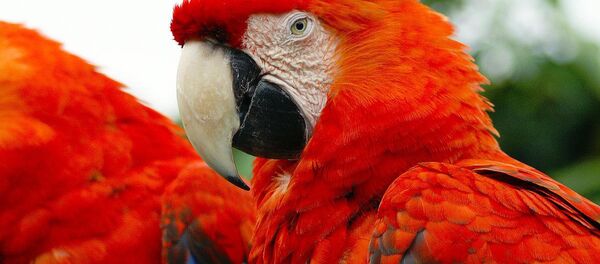 Papağan/kuş. - Sputnik Türkiye