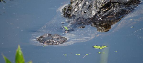 Timsah - Sputnik Türkiye