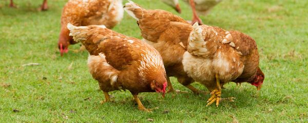 Tavuk. - Sputnik Türkiye