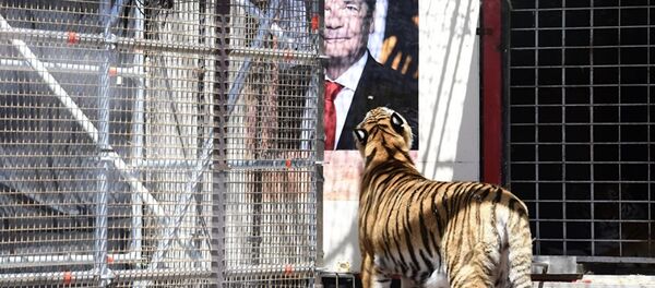 Kaplan - Sputnik Türkiye