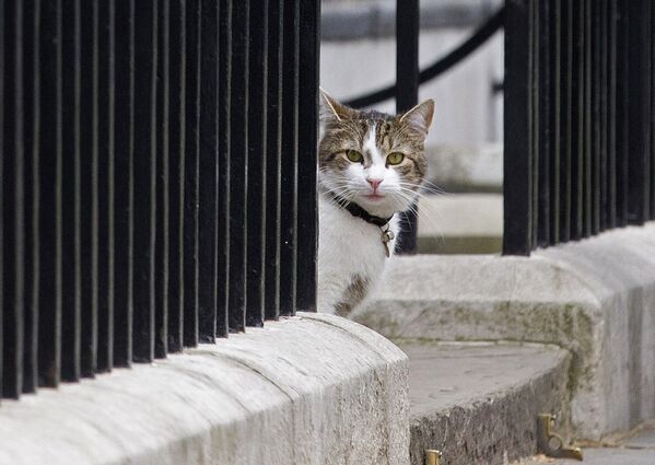 İngiltere’nin yeni başbakan adayı kedi Larry - Sputnik Türkiye