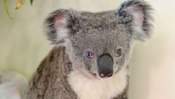 Avustralya'da bulunan gözleri farklı renklerdeki koala - Sputnik Türkiye