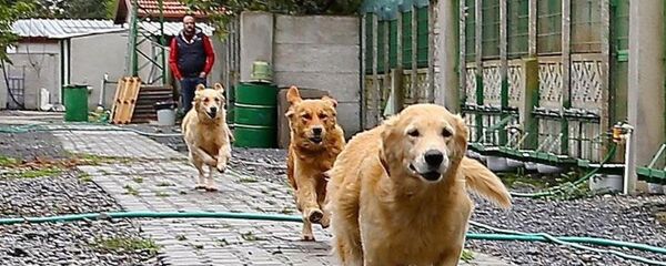 köpek - Sputnik Türkiye