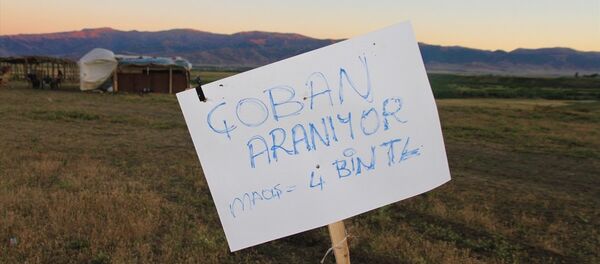 4 bin lira maaşa rağmen çoban bulamıyorlar 4 bin lira maaşa rağmen çoban bulamıyorlar - Sputnik Türkiye