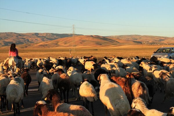 4 bin lira maaşa rağmen çoban bulamıyorlar - Sputnik Türkiye