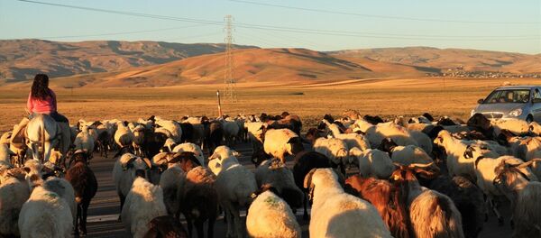 4 bin lira maaşa rağmen çoban bulamıyorlar 4 bin lira maaşa rağmen çoban bulamıyorlar - Sputnik Türkiye