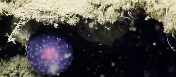 ABD’deki Harvard Karşılaştırmalı Zooloji Müzesi’nden bilim insanları sualtında henüz tam olarak ne olduğunu bilmedikleri parlak, mor ve yuvarlak bir canlı buldu. - Sputnik Türkiye