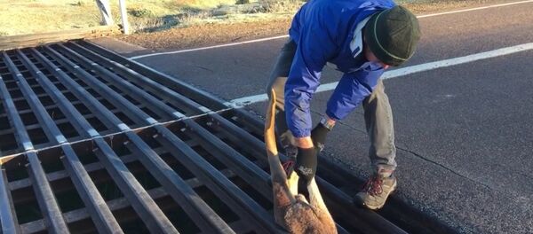 Mazgala sıkışan kanguru için kurtarma operasyonu - Sputnik Türkiye