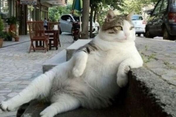 Tombili kedi - Sputnik Türkiye